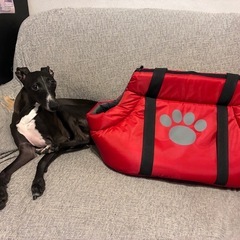 犬・ショルダー式キャリーバッグ⭐︎差し上げます♪
の画像