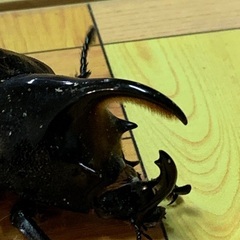 ネプチューンオオカブト♂75mmの画像