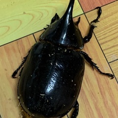ネプチューンオオカブト♂75mmの画像