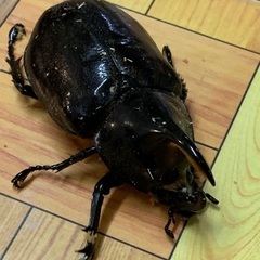 ネプチューンオオカブト♂75mmの画像