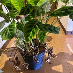 観葉植物　カラテア　ゼブリナ の画像