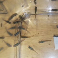 メダカ若魚16匹の画像