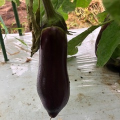 [取引中。受付終了]無農薬　野菜セット　採れたて　202510045の画像