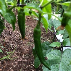 [取引中。受付終了]無農薬　野菜セット　採れたて　202510045の画像