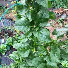 [取引中。受付終了]無農薬　野菜セット　採れたて　202510045の画像