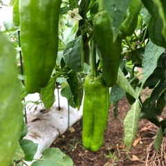 [取引中。受付終了]無農薬　野菜セット　採れたて　202510045の画像