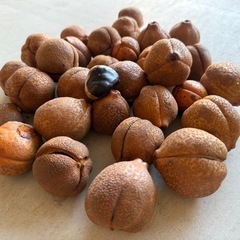 トチの実の画像