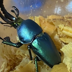 パプアキンイロクワガタの画像