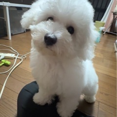 急募🥲3ヶ月パピービジョンフリーゼ(ơ ᴗ ơ )🎀