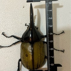 【成虫】ヘラクレスオオカブト ♂★黒点少なめ の画像