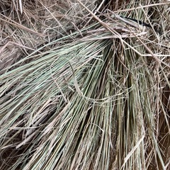 稲わら①お譲りします　　　　　　　       
お正月のしめ飾り・家庭菜園・庭木のふゆ冬囲いなどの画像