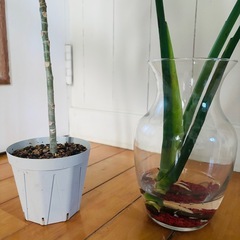 モンステラ59cm 水耕栽培＋ウンベラータ47cmの画像