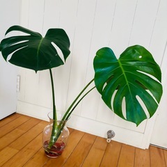 モンステラ59cm 水耕栽培＋ウンベラータ47cmの画像