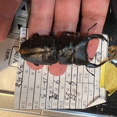 オオ クワガタ2ペアセット　の画像