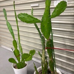 うちわサボテン 団扇さぼてんの画像