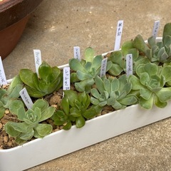 多肉植物・エケベリア10種セットの画像