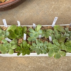 多肉植物・エケベリア10種セットの画像