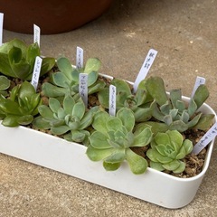 多肉植物・エケベリア10種セットの画像