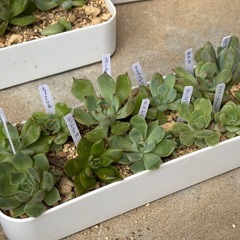 多肉植物・エケベリア12種類セットの画像