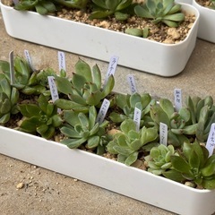 多肉植物・エケベリア12種類セットの画像