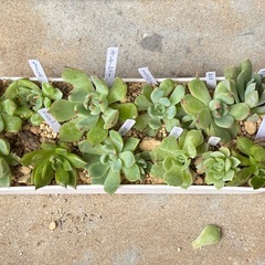 多肉植物・エケベリア12種類セットの画像