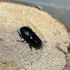 ムシモンオオクワガタ　♂1♀2 トリオの画像