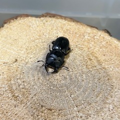 ムシモンオオクワガタ　♂1♀2 トリオの画像