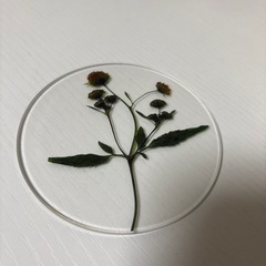 toumei 押花コースター3枚セット　木製ボックス入りの画像