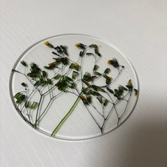toumei 押花コースター3枚セット　木製ボックス入りの画像