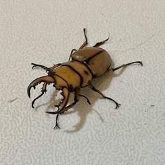 【成虫】メンガタメリークワガタ ペア① ♂47mm の画像
