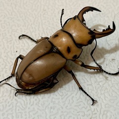【成虫】メンガタメリークワガタ ペア① ♂47mm の画像