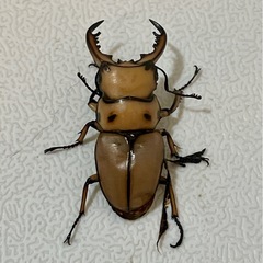 【成虫】メンガタメリークワガタ ペア① ♂47mm の画像