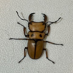 【成虫】メンガタメリークワガタ ペア② ♂47mm の画像