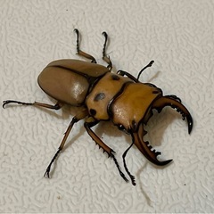 【成虫】メンガタメリークワガタ ペア② ♂47mm の画像
