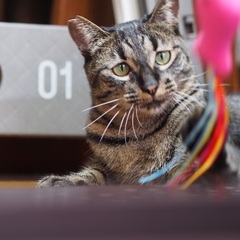 心優しい　しょう君