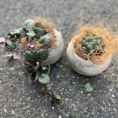 観葉植物の画像