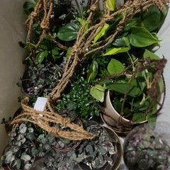 観葉植物の画像