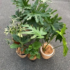 観葉植物の画像