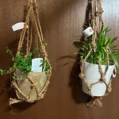 観葉植物の画像