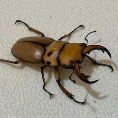【成虫】メンガタメリークワガタ ペア③ ♂45mmの画像