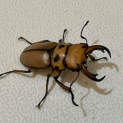 【成虫】メンガタメリークワガタ ペア④ ♂40mmの画像