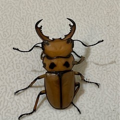 【成虫】メンガタメリークワガタ ペア④ ♂40mmの画像