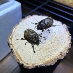 サビイロカブト　幼虫の画像