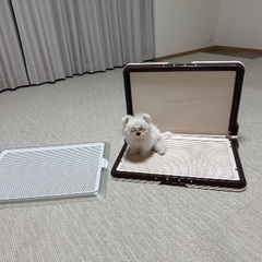 犬のトイレトレー　ワイドサイズ　メッシュ付きの画像