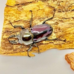 ニジイロクワガタ　♂単体　紫紺の画像