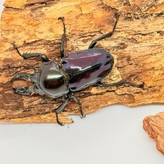 ニジイロクワガタ　♂単体　紫紺の画像