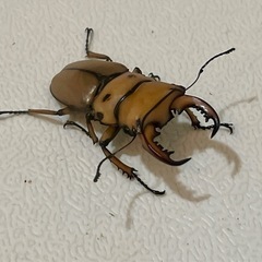 【成虫】メンガタメリークワガタ ペア⑤ ♂48mmの画像