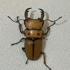 【成虫】メンガタメリークワガタ ペア⑤ ♂48mmの画像