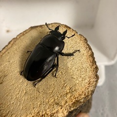 ヤエヤママルバネクワガタ　♀×2の画像