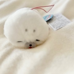 ほわほわあざらしちゃんの画像